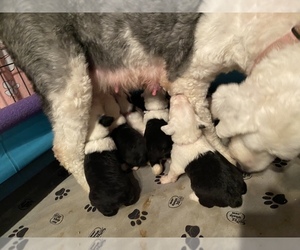 Old English Sheepdog Litter for sale in TALLAHASSEE, FL, USA