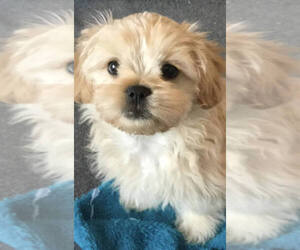 Shih Tzu Litter for sale in COLUMBIA CITY, IN, USA