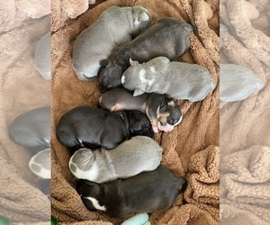 American Bully Litter for sale in SAN ANTONIO, TX, USA