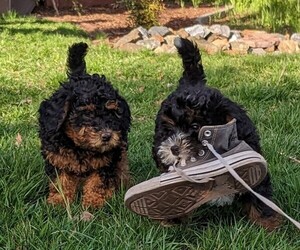 Bernedoodle (Miniature) Litter for sale in PLACERVILLE, CA, USA
