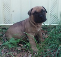 Bullmastiff Litter for sale in OLD TOWN, FL, USA