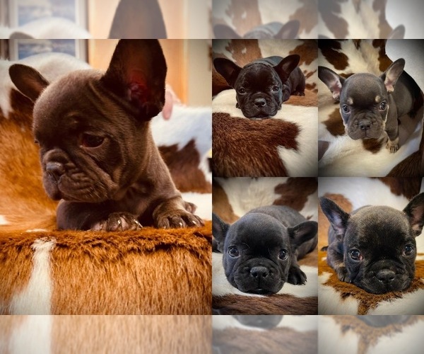 Medium Photo #1 French Bulldog Puppy For Sale in BRUNSWICK, MO, USA