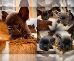 Small Photo #1 French Bulldog Puppy For Sale in BRUNSWICK, MO, USA
