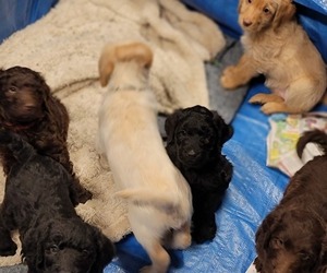 Labradoodle Litter for sale in LOON LAKE, WA, USA