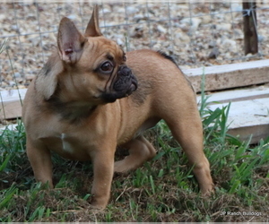 French Bulldog Litter for sale in WINNSBORO, TX, USA