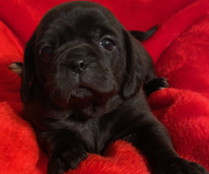 Puggle Litter for sale in ELKTON, MD, USA