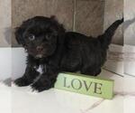 Small Photo #1 Havanese Puppy For Sale in BUFORD, GA, USA