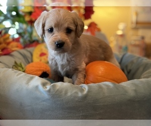 Labradoodle Litter for sale in HERALD, CA, USA