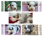 Small Photo #1 Miniature Australian Shepherd Puppy For Sale in ADAIRSVILLE, GA, USA