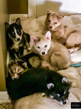 Medium Photo #1 Pomsky Puppy For Sale in CENTERVILLE, OH, USA
