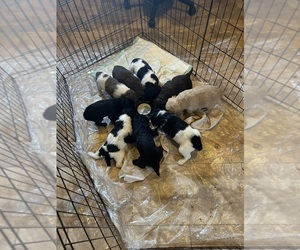 Labradoodle Litter for sale in LAKE VILLAGE, IN, USA