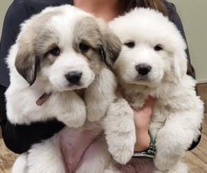 Great Pyrenees Litter for sale in WALKER, IA, USA