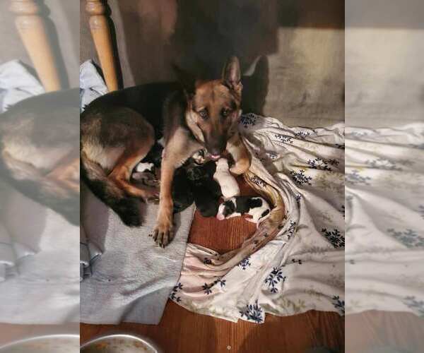 Medium Photo #1 German Shepherd Dog Puppy For Sale in SUFFOLK, VA, USA