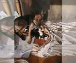 Small Photo #1 German Shepherd Dog Puppy For Sale in SUFFOLK, VA, USA