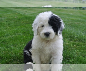 Sheepadoodle Litter for sale in FREDERICKSBG, OH, USA