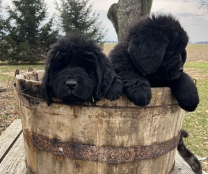 Newfoundland Litter for sale in ALVADA, OH, USA