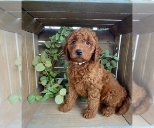 Doodle-Poodle (Toy) Mix Litter for sale in MIDDLEBURY, IN, USA