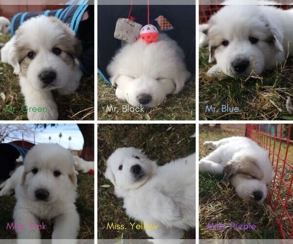 Medium Photo #1 Great Pyrenees Puppy For Sale in LAS VEGAS, NV, USA