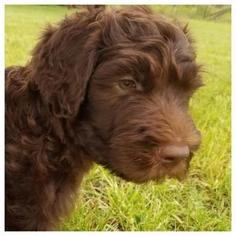 Labradoodle Litter for sale in CELINA, TX, USA