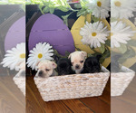 Small Photo #1 French Bulldog Puppy For Sale in WEEHAWKEN, NJ, USA