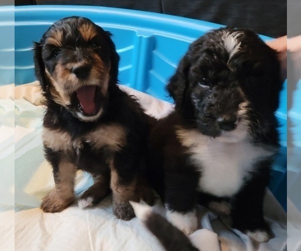 Medium Photo #1 Bernedoodle Puppy For Sale in FARGO, ND, USA