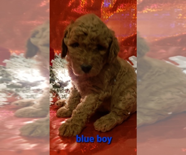 Medium Photo #1 Goldendoodle Puppy For Sale in SPRINGFIELD, MO, USA