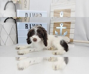 Cockapoo Litter for sale in COLLEGE STA, TX, USA
