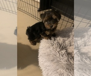 Yorkshire Terrier Litter for sale in CHICKASHA, OK, USA