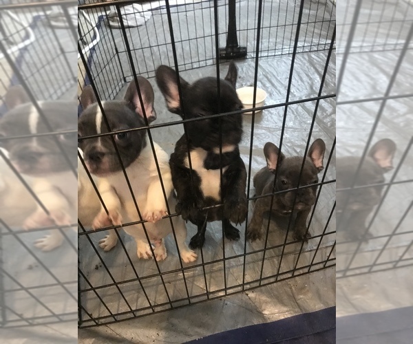 Medium Photo #1 French Bulldog Puppy For Sale in AVON PARK, FL, USA