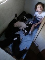 Great Dane Litter for sale in FORT MYERS, FL, USA