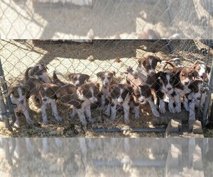 Border Collie Litter for sale in CALHAN, CO, USA
