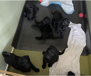 Schnoodle (Giant) Litter for sale in HOUSTON, TX, USA
