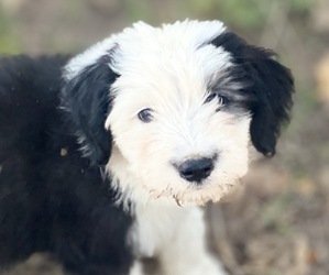 Old English Sheepdog Litter for sale in PARADISE, TX, USA