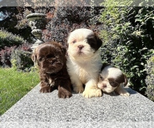 Shih Tzu Litter for sale in HAYWARD, CA, USA