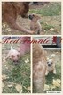 Small Australian Cattle Dog