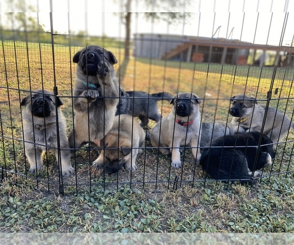 Medium Photo #1 German Shepherd Dog Puppy For Sale in GARDEN CITY, TX, USA