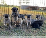 Small Photo #1 German Shepherd Dog Puppy For Sale in GARDEN CITY, TX, USA