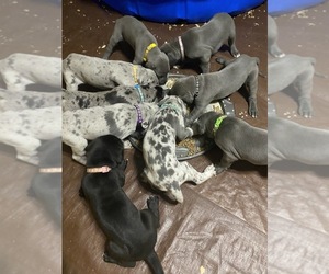 Great Dane Litter for sale in LADOGA, IN, USA
