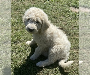 Goldendoodle-Poodle (Miniature) Mix Litter for sale in ROSE CREEK, MN, USA