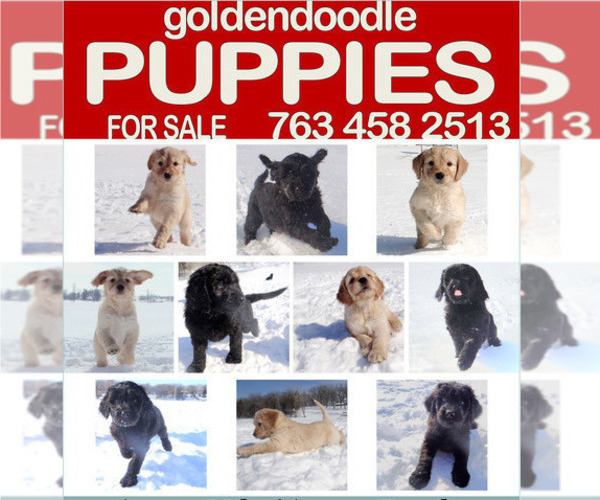 Medium Photo #1 Goldendoodle Puppy For Sale in KIMBALL, MN, USA