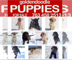 Goldendoodle Litter for sale in KIMBALL, MN, USA