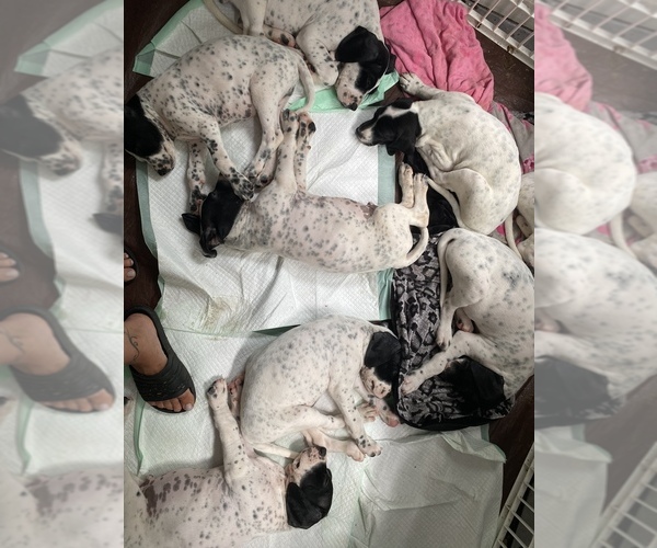 Medium Photo #1 English Setter-German Shorthaired Pointer Mix Puppy For Sale in AMESBURY, MA, USA