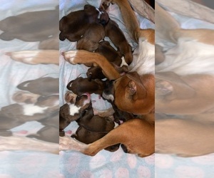 Boxer Litter for sale in BESSEMER, CO, USA