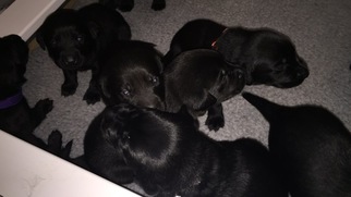 Labrador Retriever Litter for sale in WAUNAKEE, WI, USA