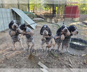 Bluetick Coonhound Litter for sale in ROLLA, MO, USA