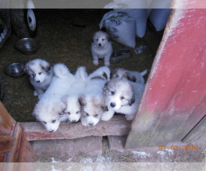 Great Pyrenees Litter for sale in MINERVA, OH, USA