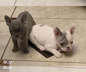 French Bulldog Litter for sale in EUSTACE, TX, USA