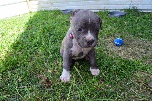 Medium Photo #1 American Pit Bull Terrier Puppy For Sale in ROSCOMMON, MI, USA