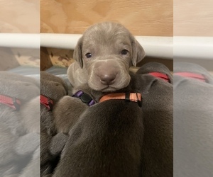Weimaraner Litter for sale in COLORADO SPRINGS, CO, USA