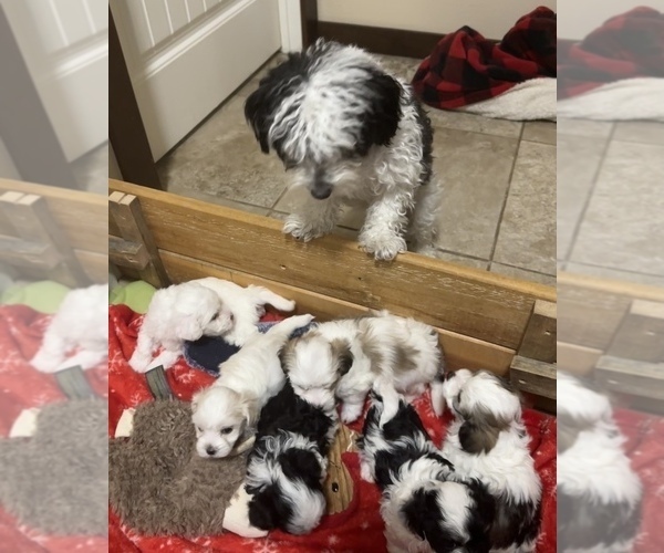 Medium Photo #1 Havanese Puppy For Sale in WICKENBURG, AZ, USA